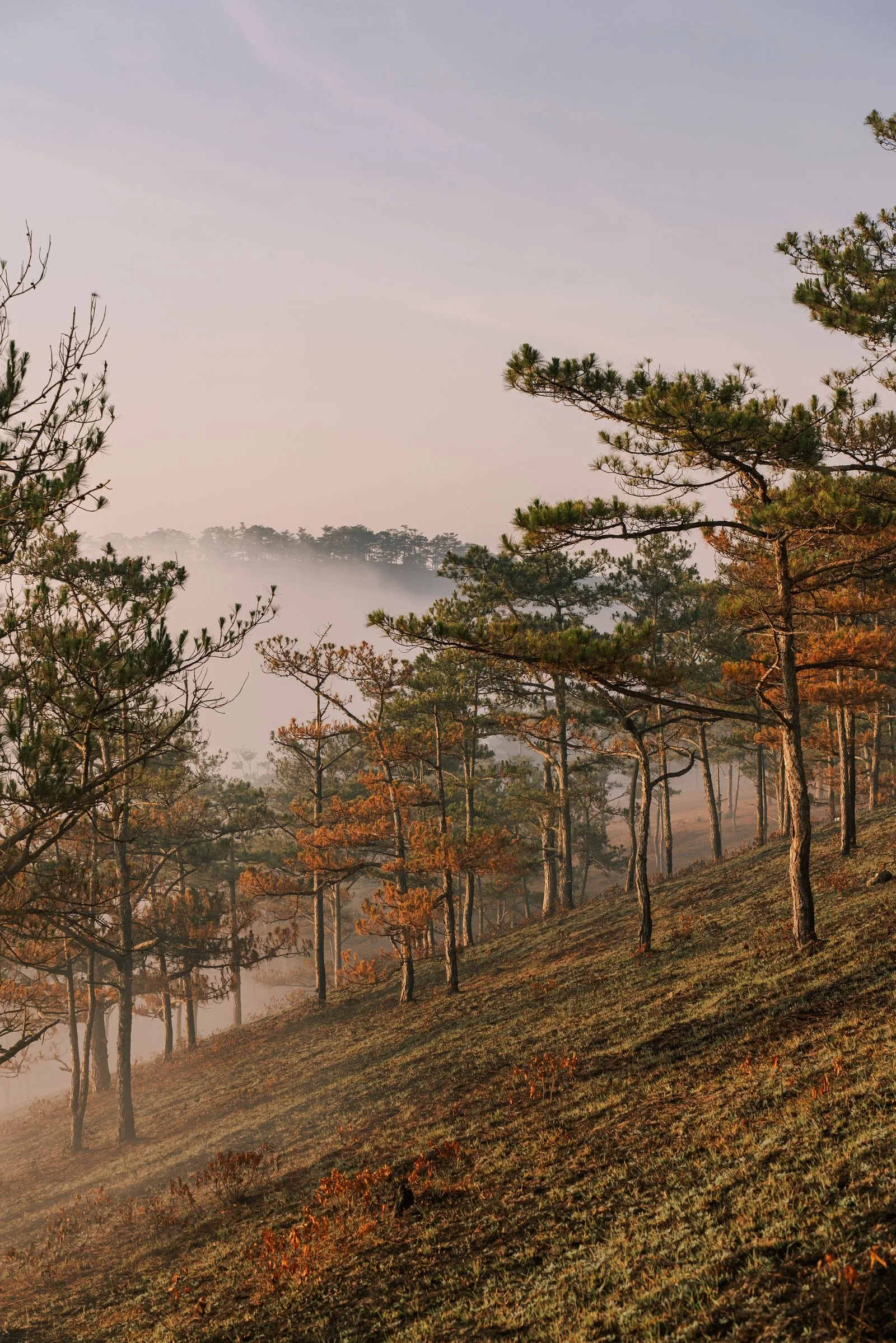 Misty pine-covered hillside near Da Lat catching golden light at sunrise
