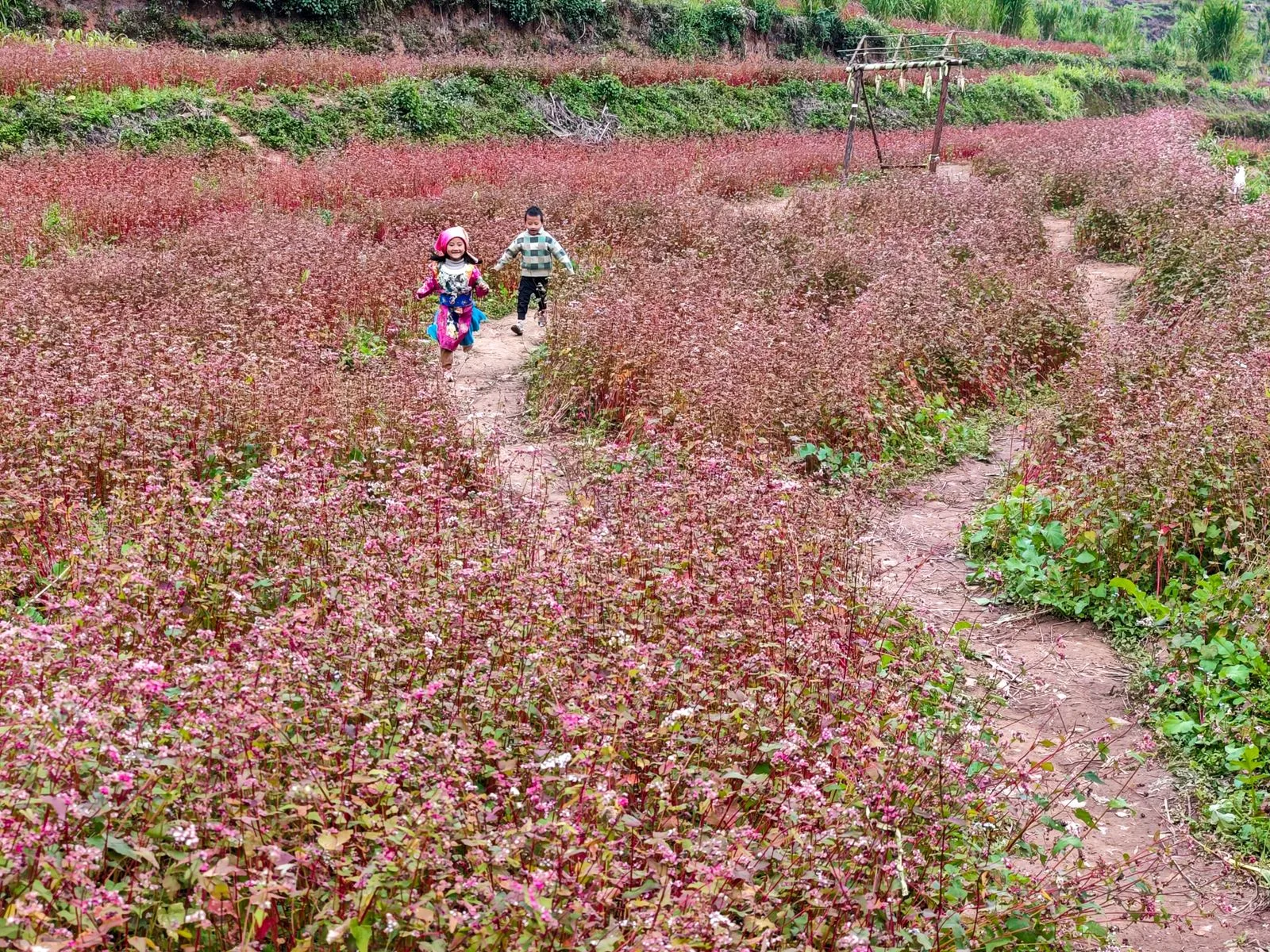 Children running through a pink buckwheat flower field in Ha Giang during the October-November bloom