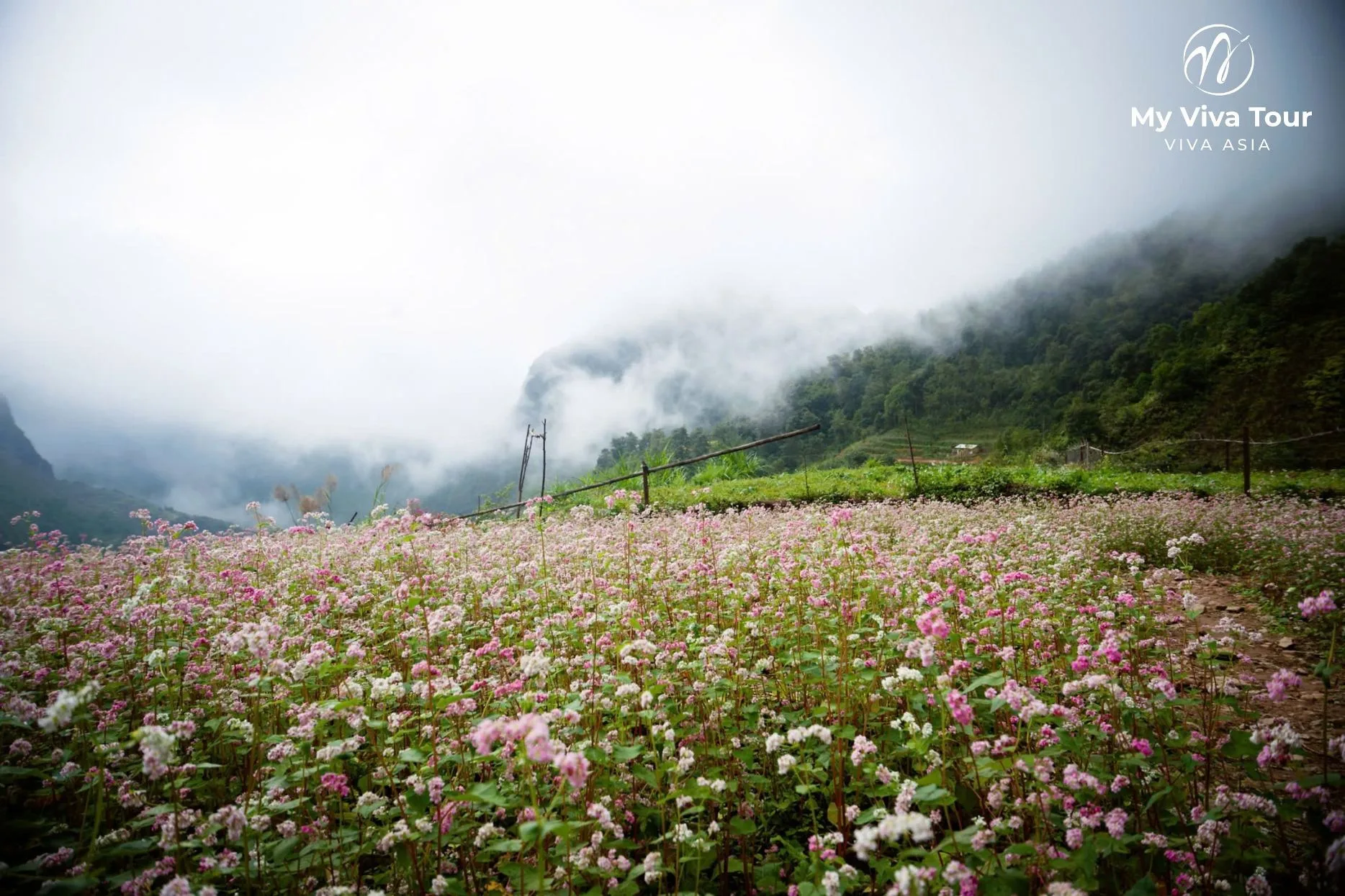 Pink buckwheat flowers blooming across the misty Ha Giang highlands during the autumn flower season