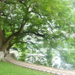 Shaded lakeside path around Hoan Kiem Lake in central Hanoi, Vietnam
