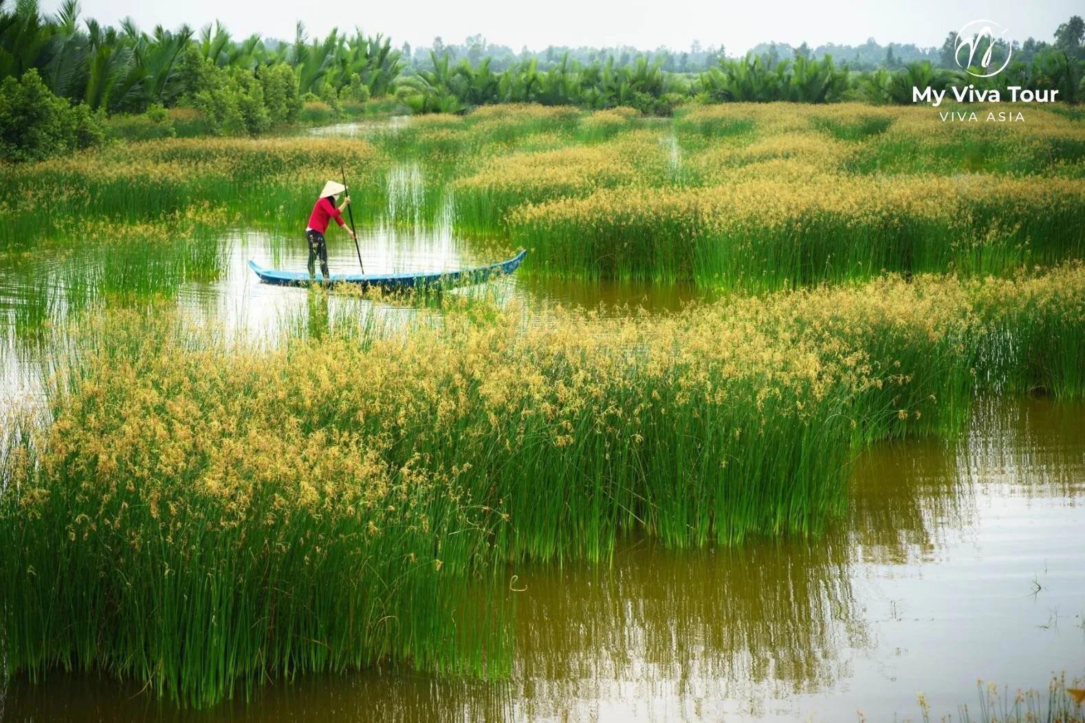 A woman in a conical hat poling a small wooden boat through green sedge wetlands in the Mekong Delta