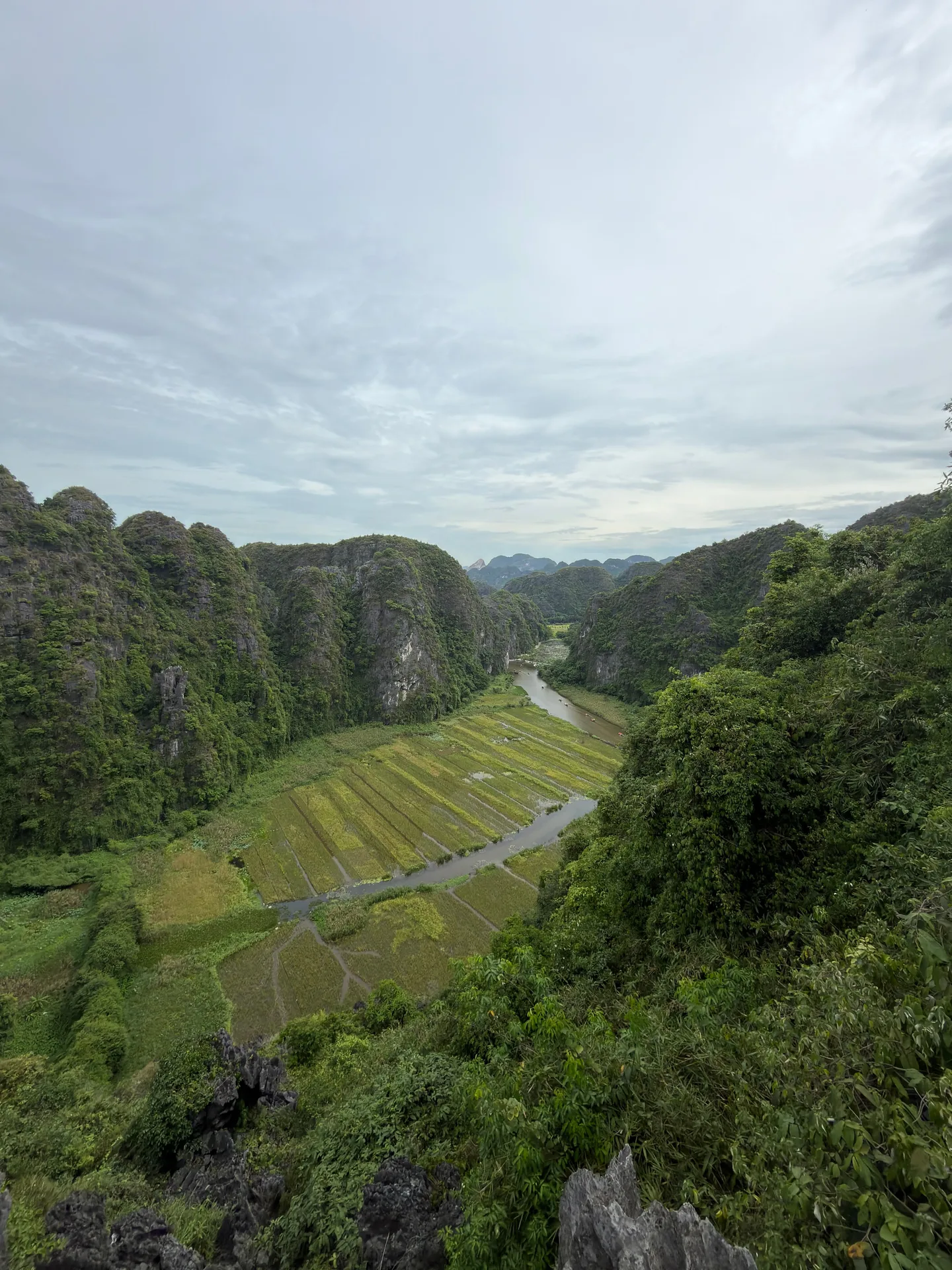Golden rice paddies framed by limestone karsts near Ninh Binh, Vietnam