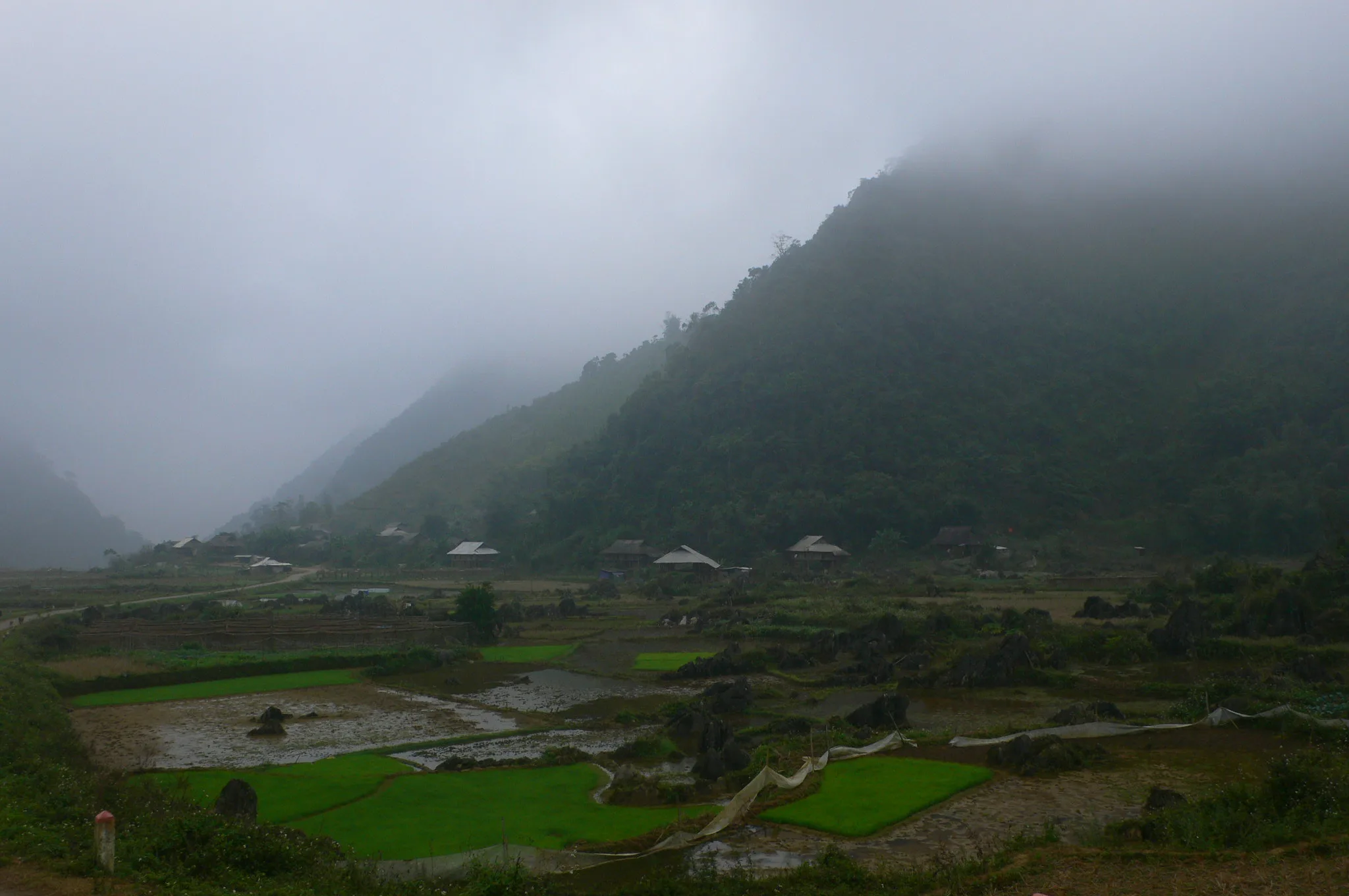 Misty valley with wooden stilt houses and young green rice paddies among karst rocks at Cao Son in the Pu Luong area