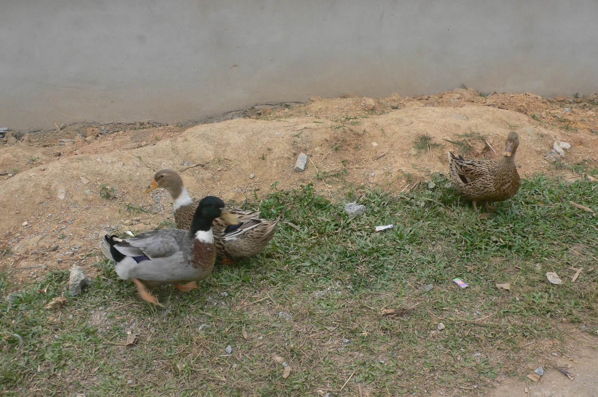 Free-range Co Lung ducks on the grass in a Ba Thuoc village, the Pu Luong district known for the local duck breed