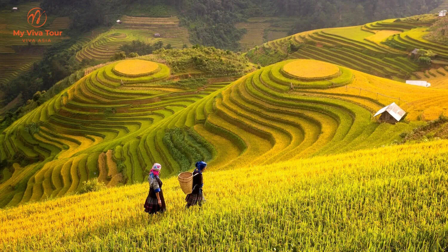 Local women walking through golden terraced rice fields in Sapa, northern Vietnam