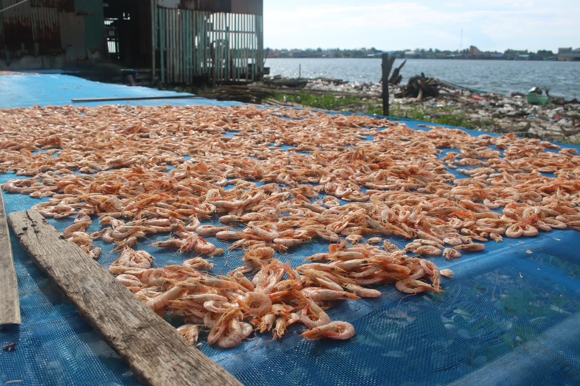 Small shrimp drying in the sun on blue netting beside the water in Kampot